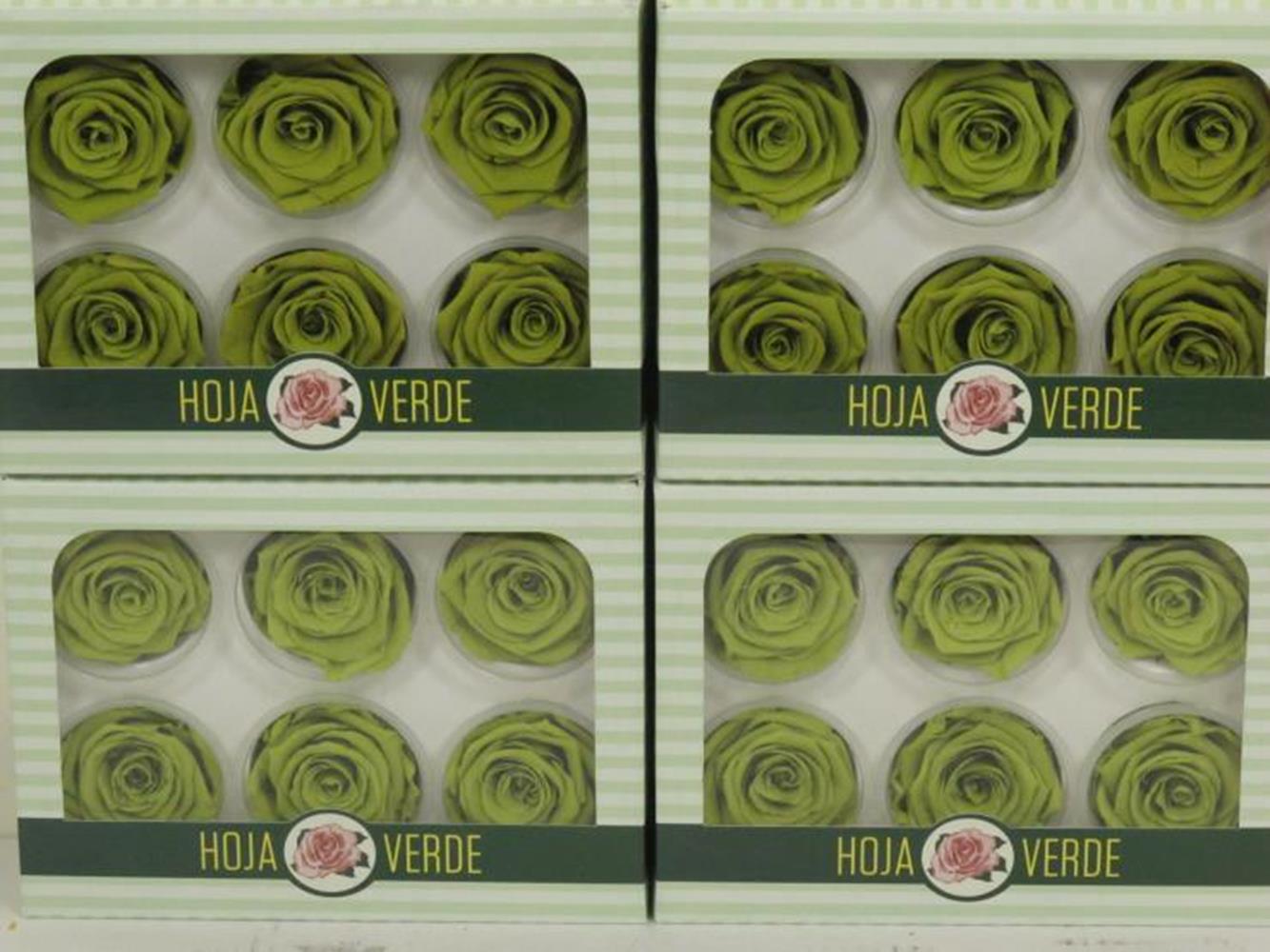 Rosa Preserved Lime Green