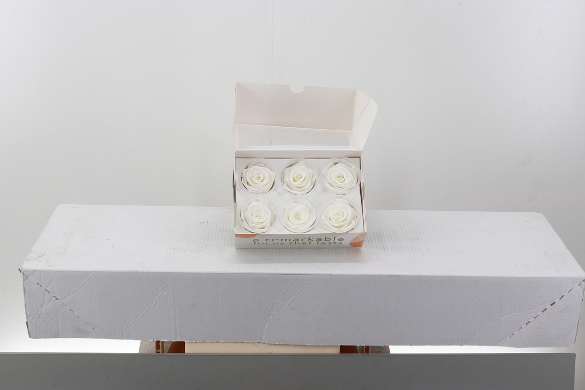 Rosa Preserved Ivory/wit