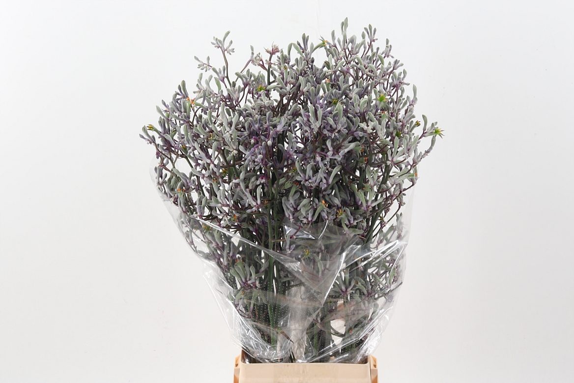 Anigoz Lilac Queen