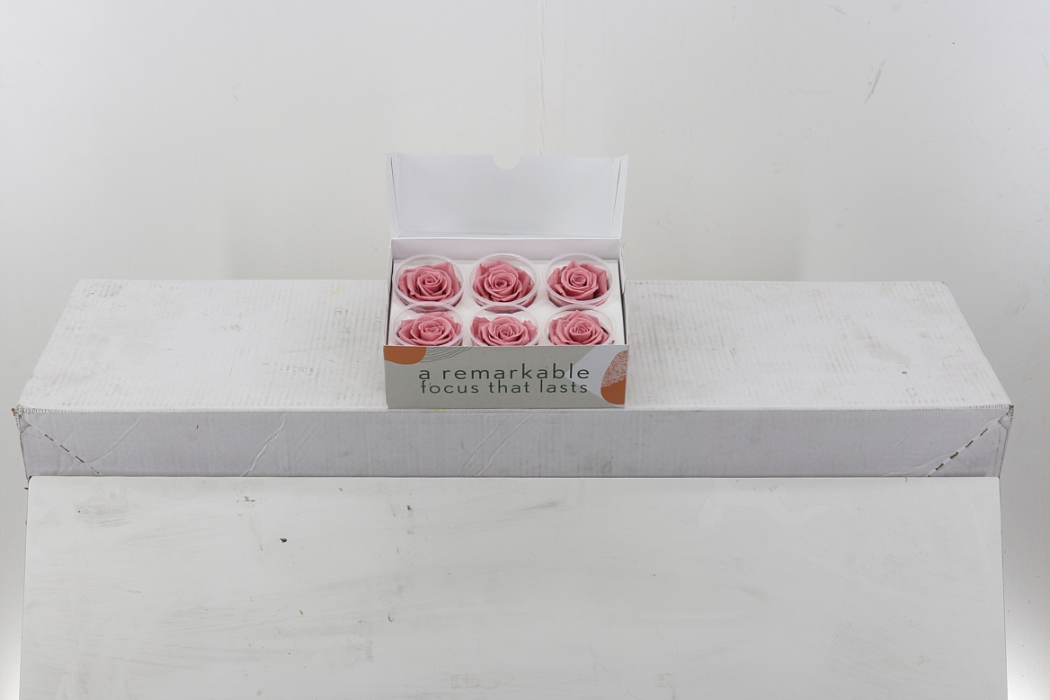 Rosa Preserved Dusty Pink