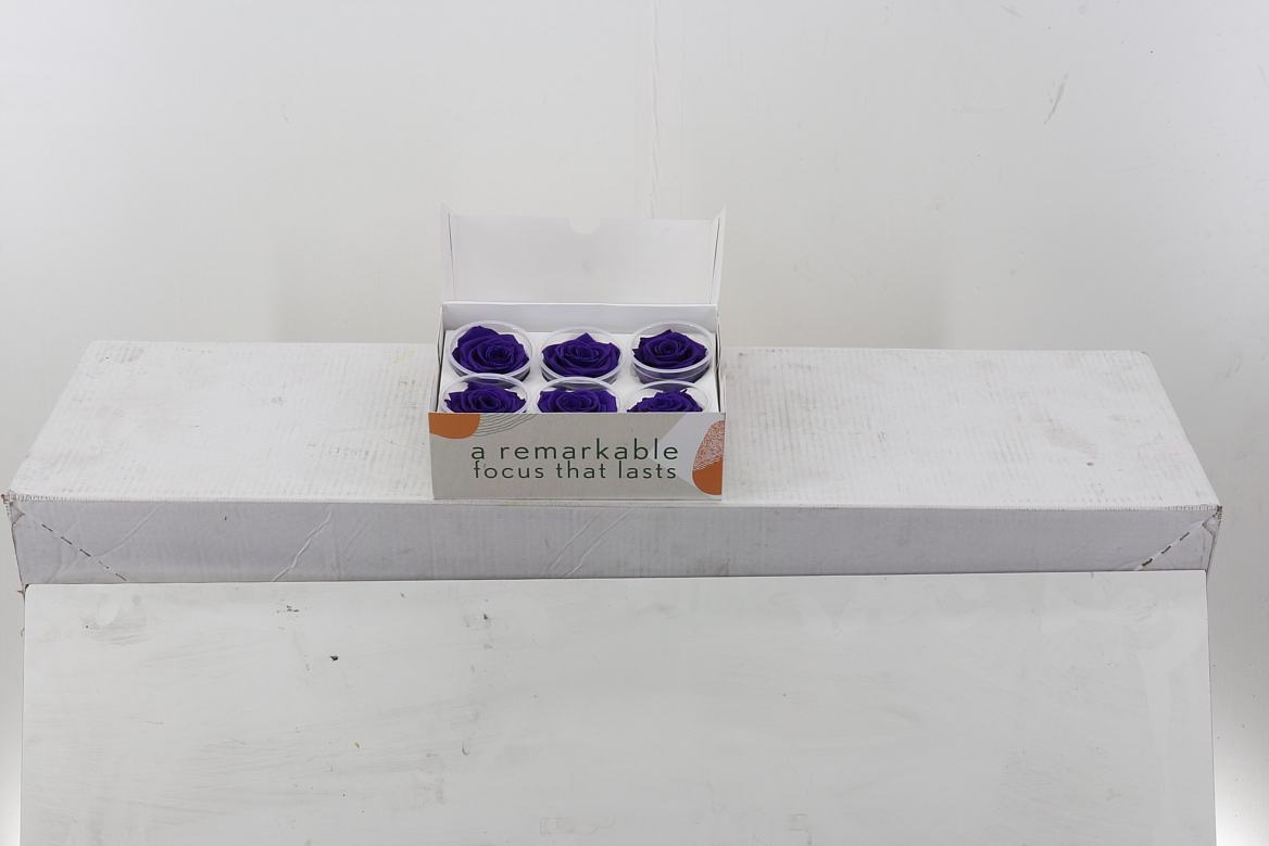 Rosa Preserved Purple