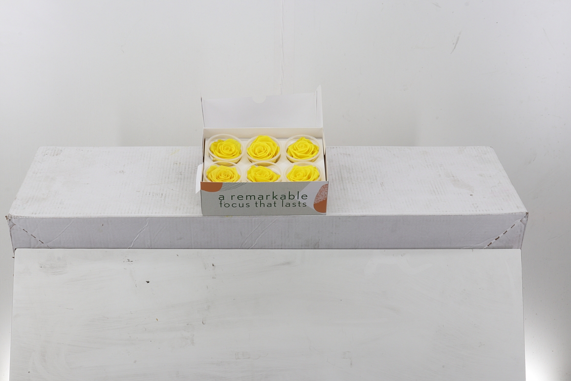 Rosa Preserved Yellow