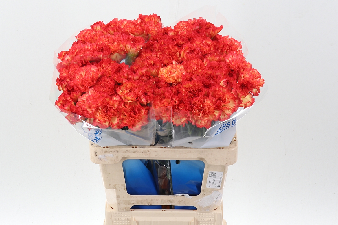 Dianthus Single Zenit 60cm