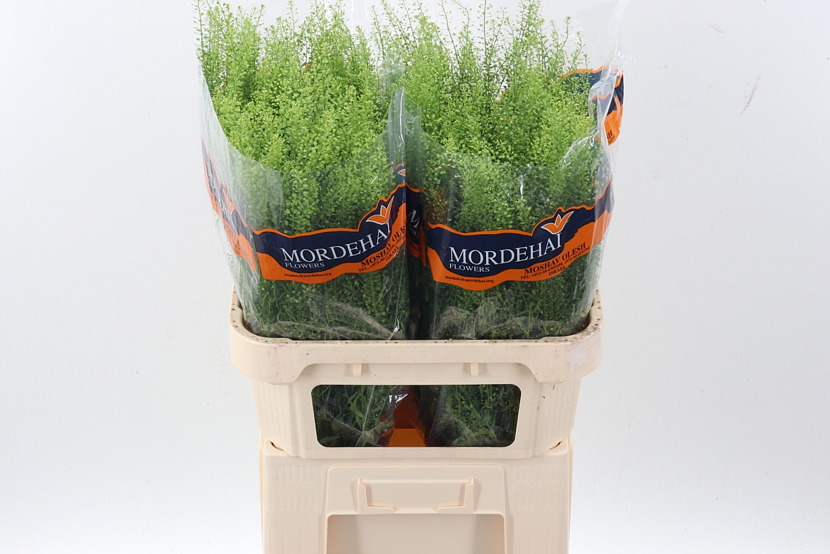 Lepidium Ruderale Green Bell 80cm 25gr.