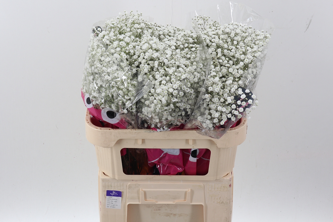 Gypsophila Paniculata Xlence 70cm 20gr.