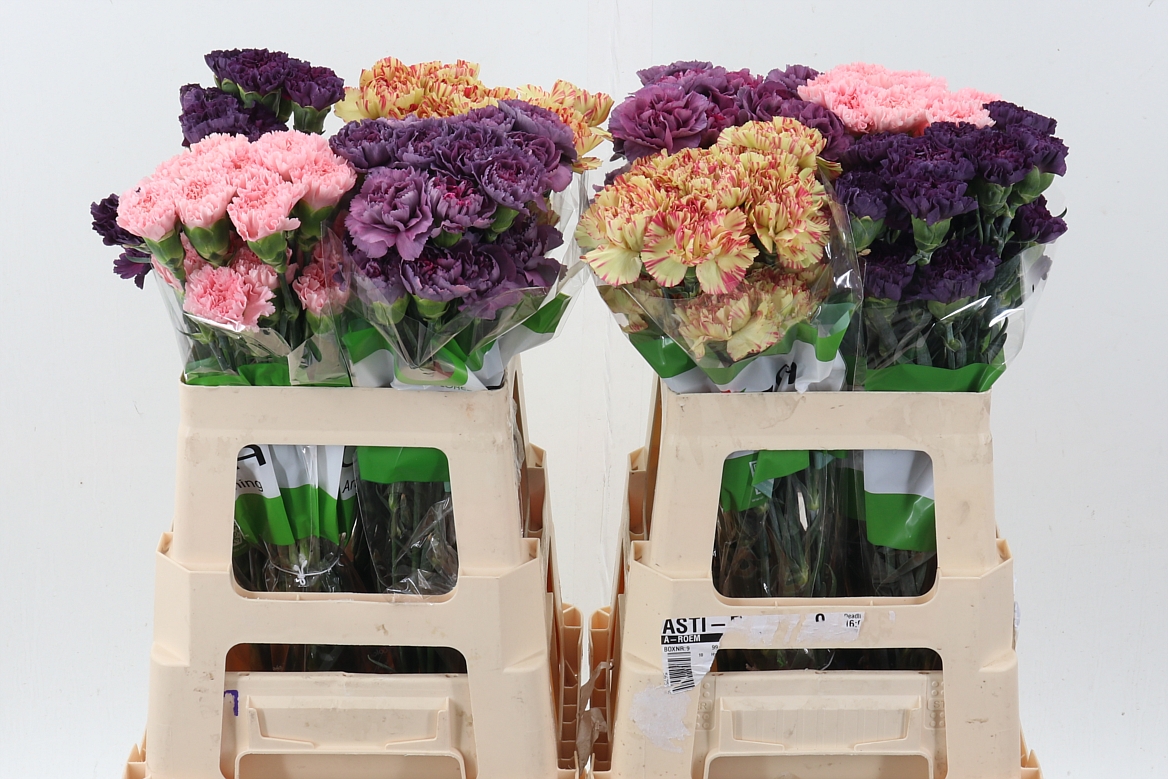 Dianthus Single Mix 60cm