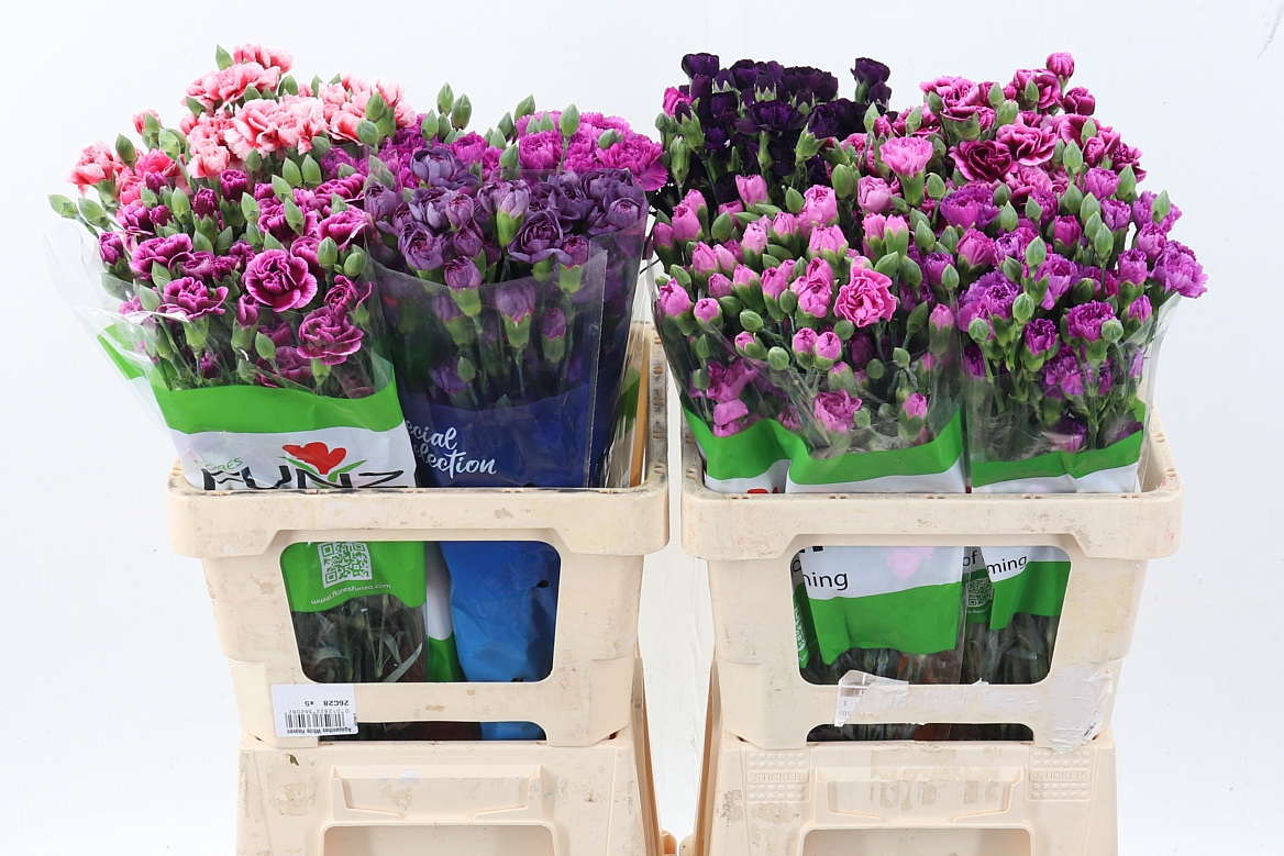 Dianthus Spray Mix 65cm