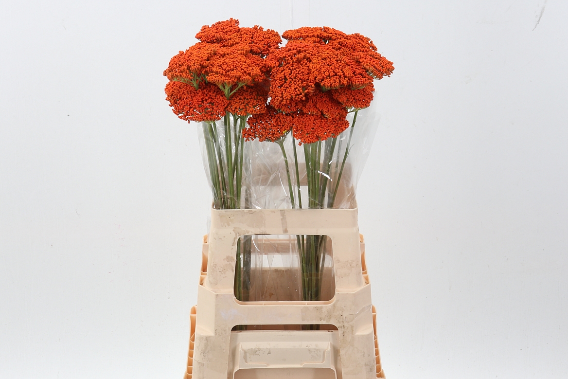 Achillea Painted Orange Prairi 60cm