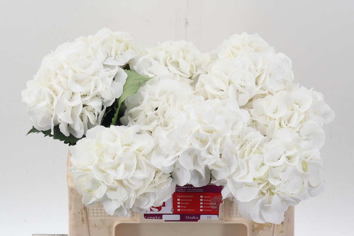 Hydrangea Royal Princess 50cm 15-17cm Hd