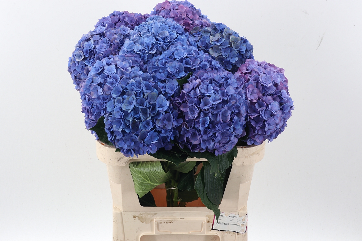 Hydrangea Royal Anastasia Blue 80cm 18-20cm Hd