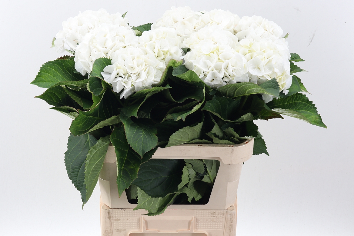 Hydrangea Schneeball 80cm 17-19cm Hd