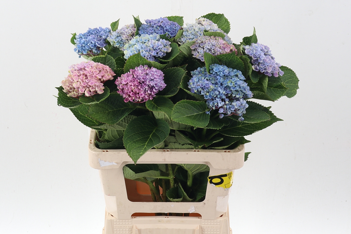Hydrangea Revolution Pink 60cm 10-12cm Hd
