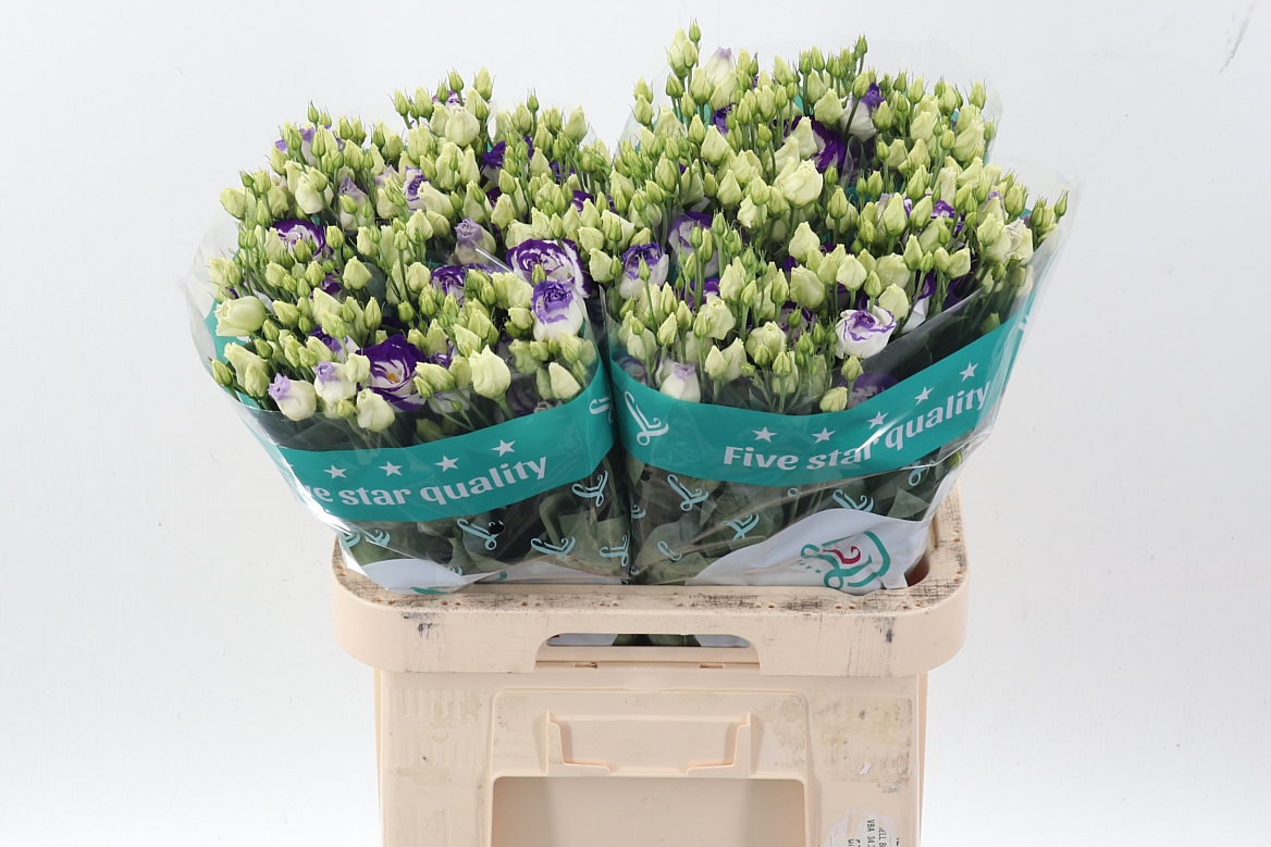 Eustoma Double Rosita Blue Picotee 70cm