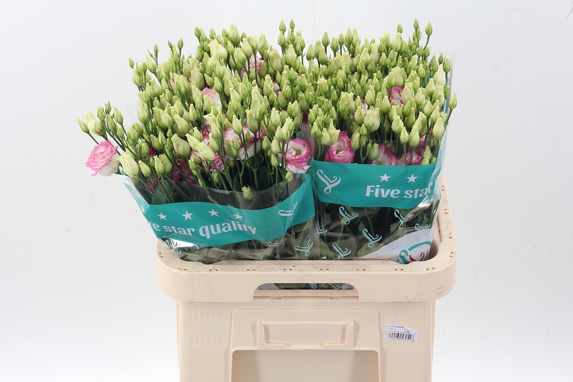 Eustoma Double Croma Bridal Kiss 70cm