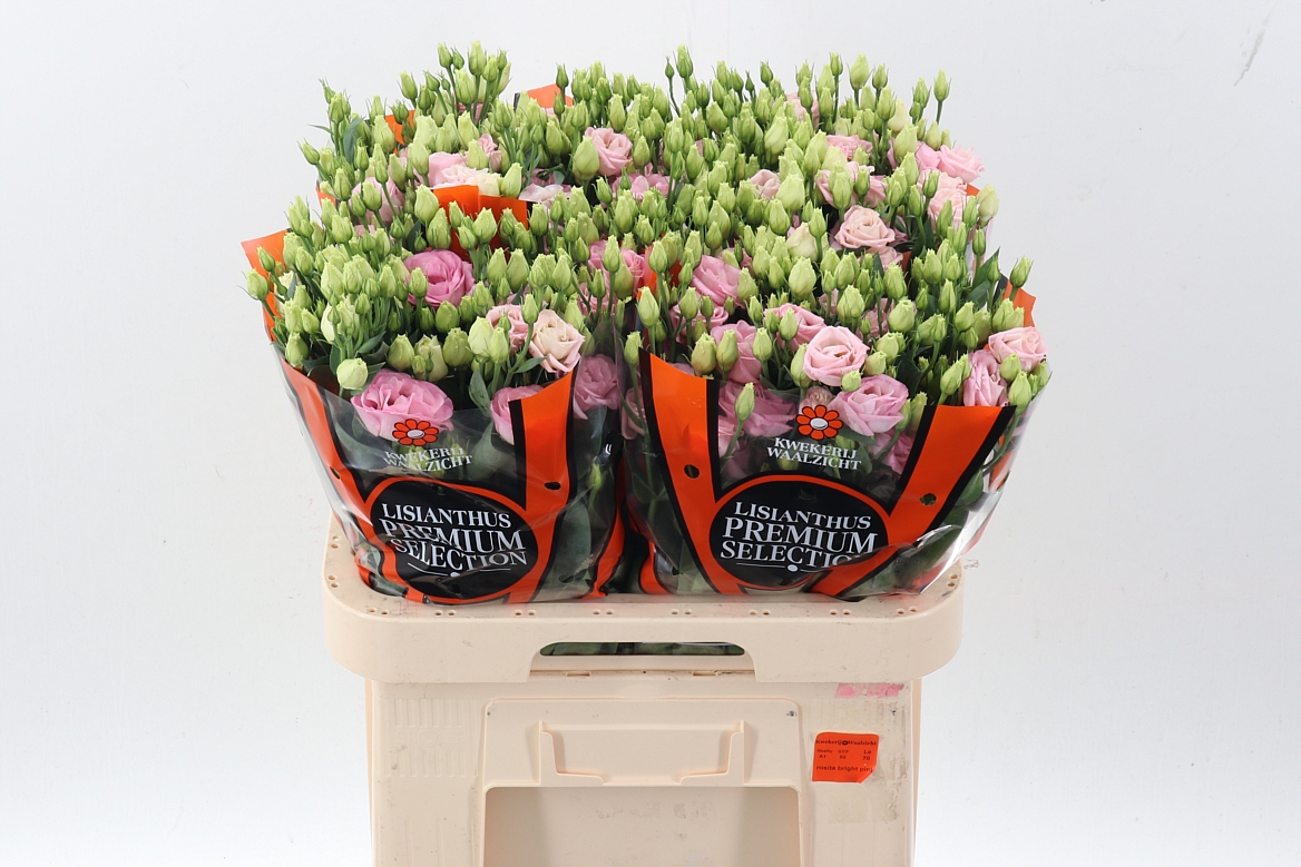 Eustoma Double Rosita Bright Pink 70cm