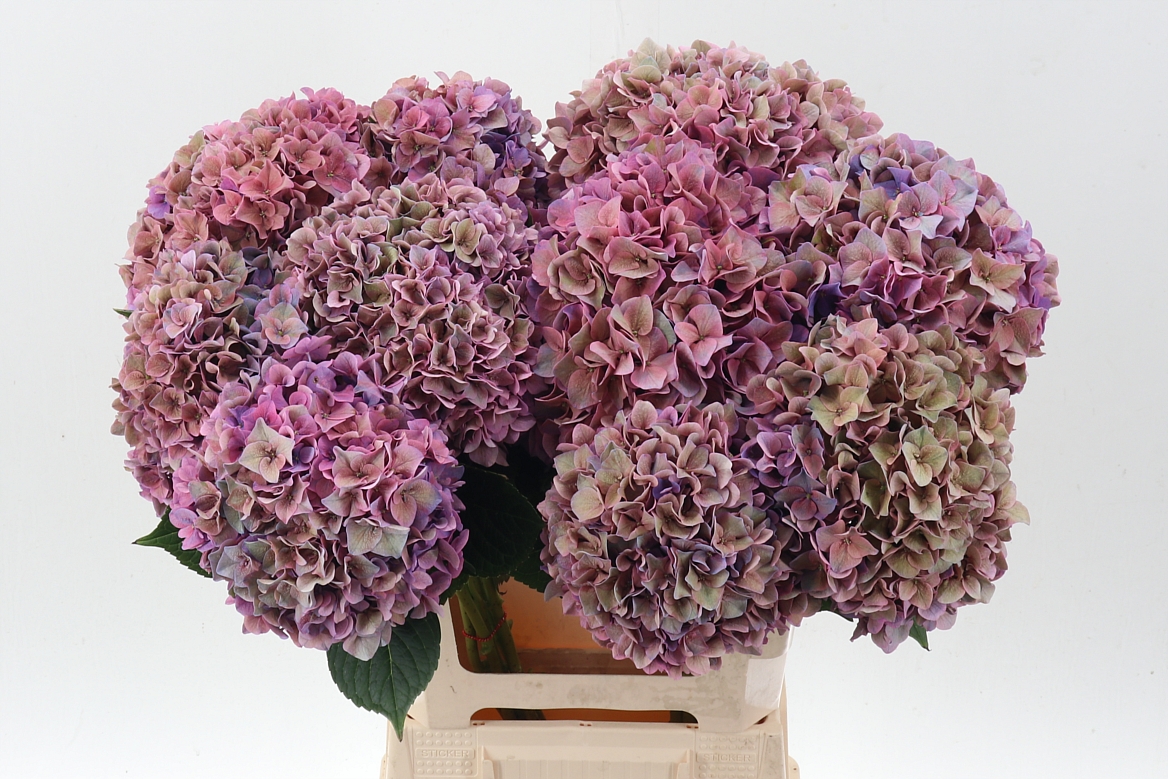 Hydrangea Rodeo Red Classic 60cm 18-20cm Hd