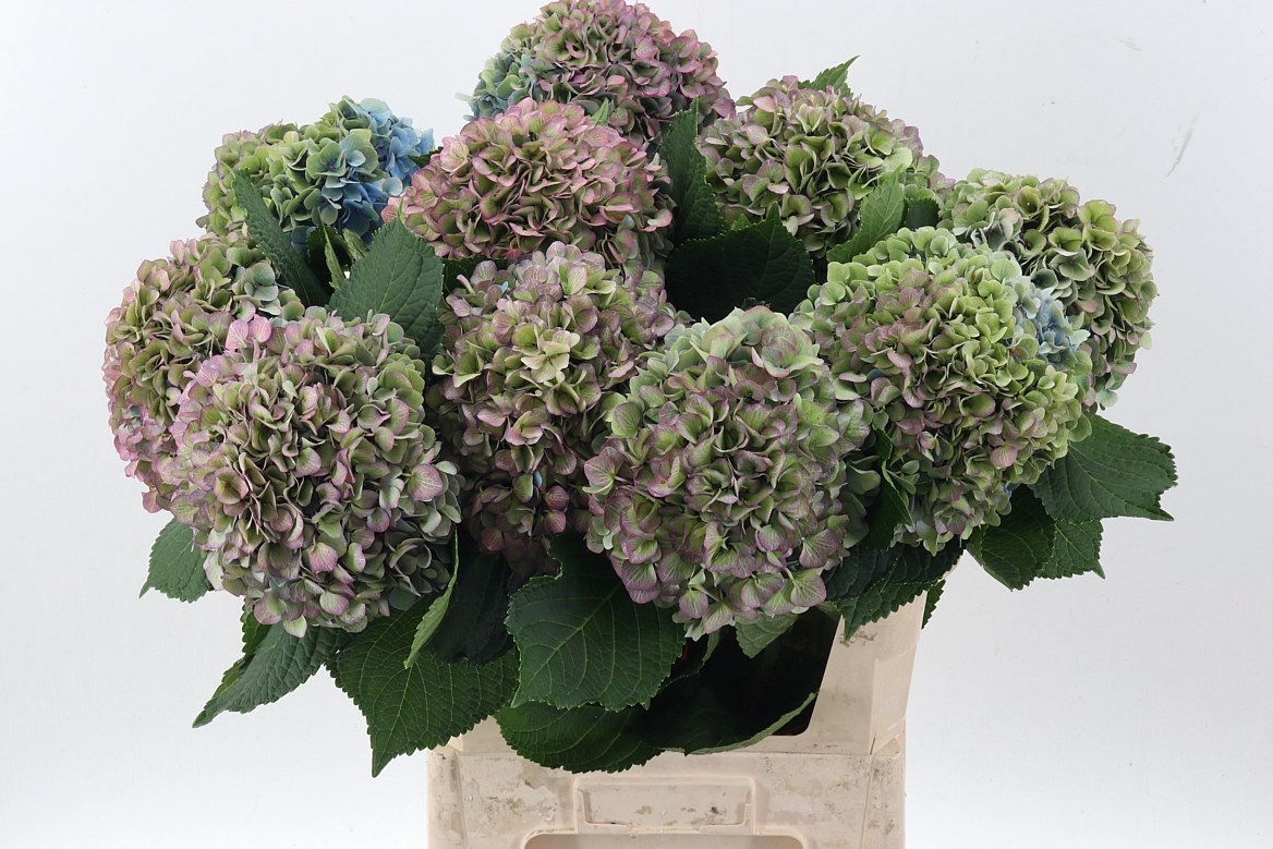 Hydrangea Hilde Moorhof Classic 80cm 21-23cm Hd