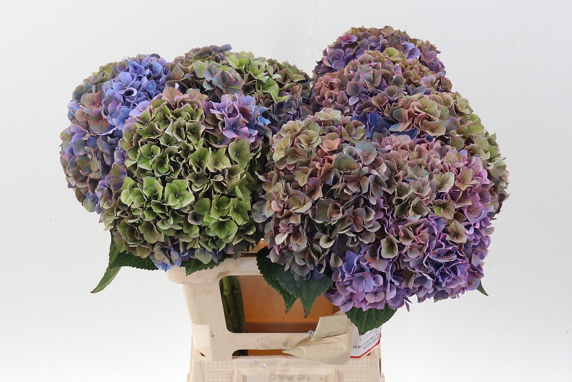 Hydrangea Rodeo Red Classic 60cm 18-20cm Hd