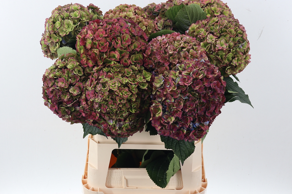 Hydrangea Royal Anastasia Classic 80cm 21-23cm Hd