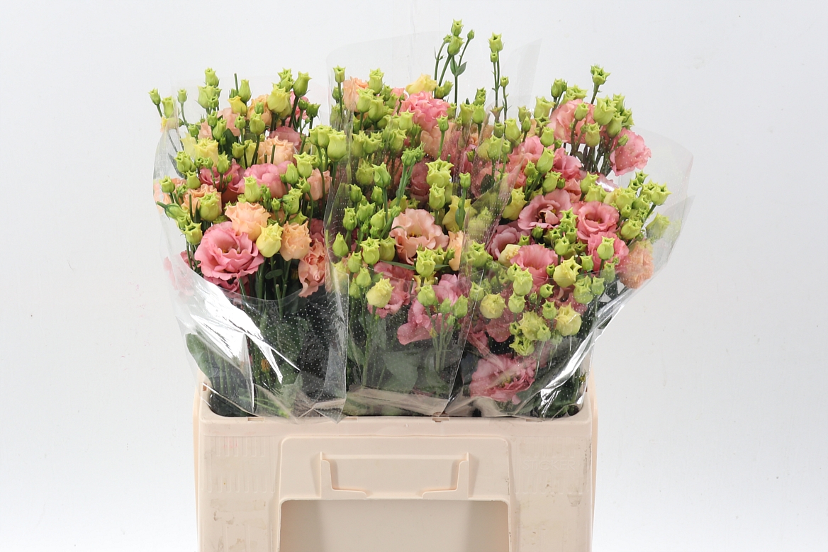 Eustoma Double Sabrina Orange 65cm