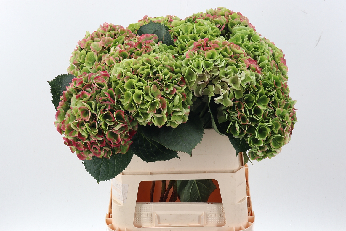 Hydrangea Opal Classic 80cm 20-22cm Hd