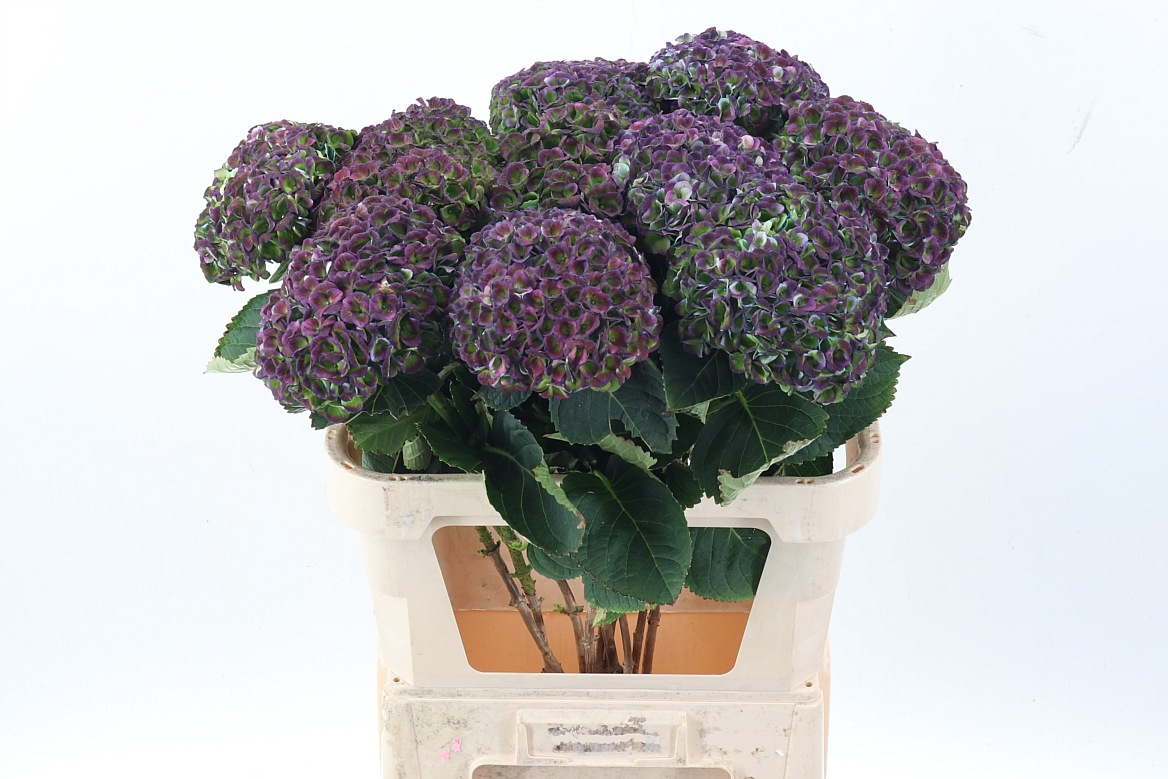 Hydrangea Revolution Classic 80cm 16-18cm Hd