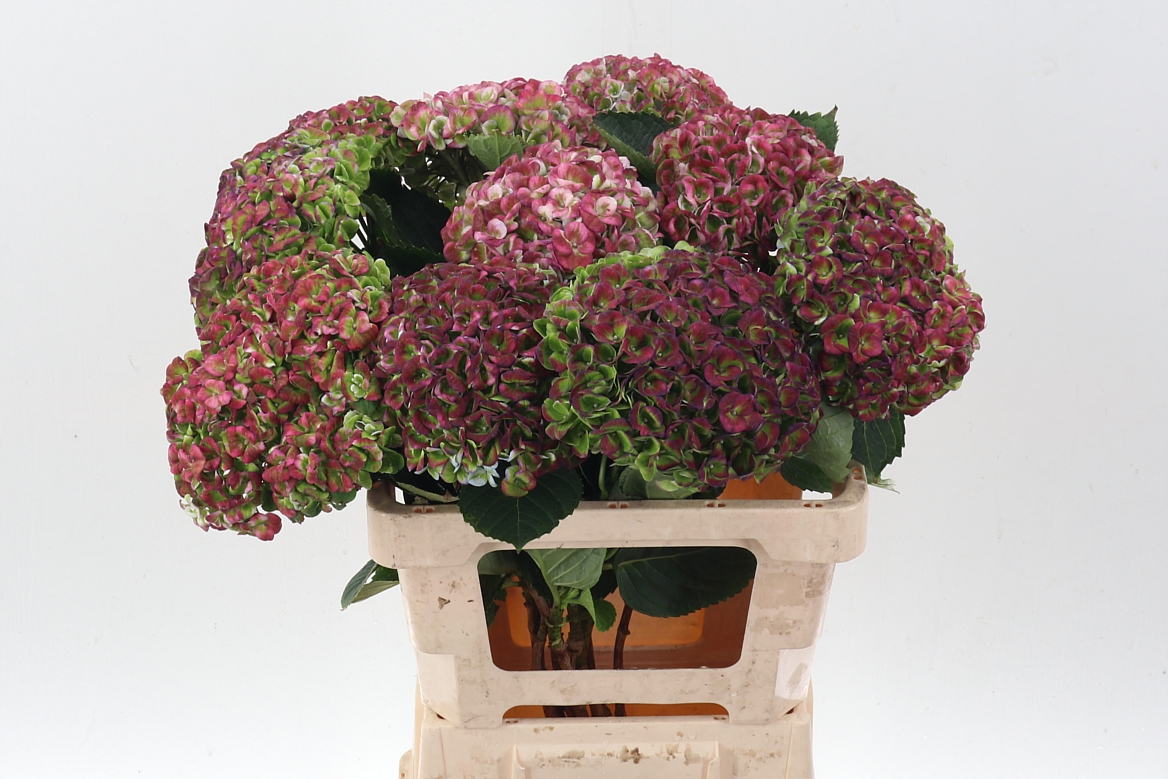 Hydrangea Revolution Classic 60cm 14-16cm Hd