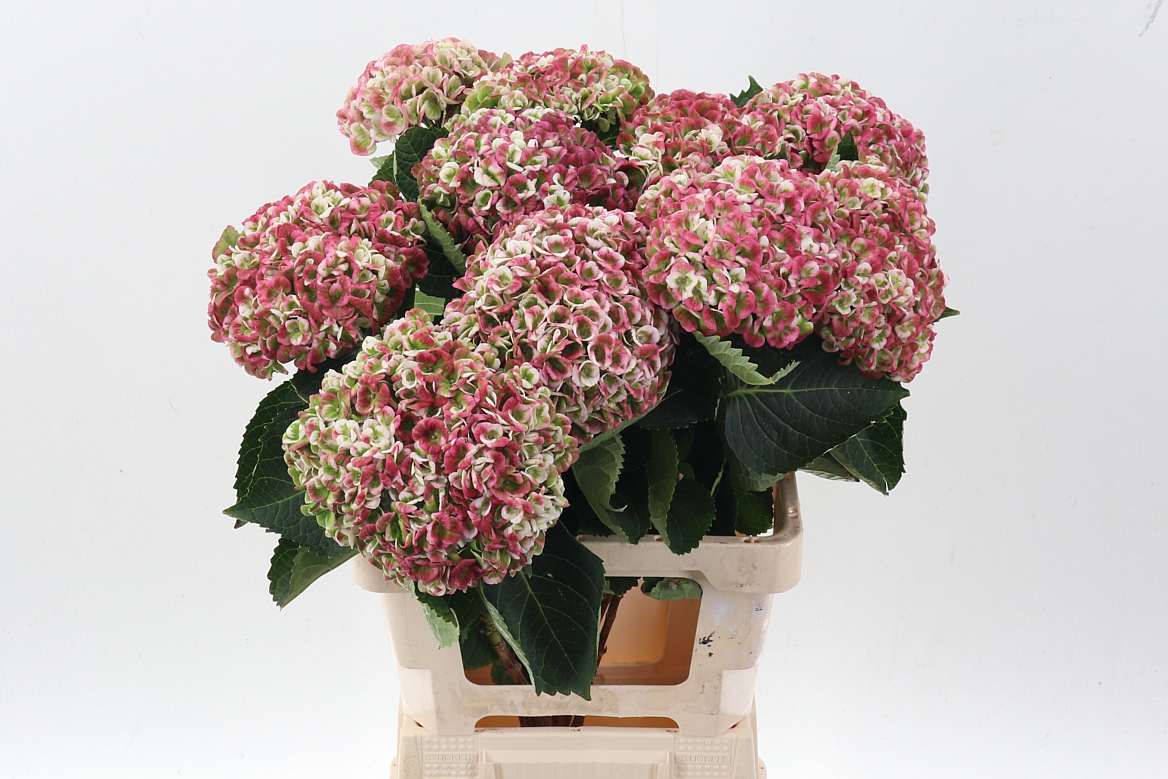Hydrangea Revolution Classic 65cm 15-17cm Hd