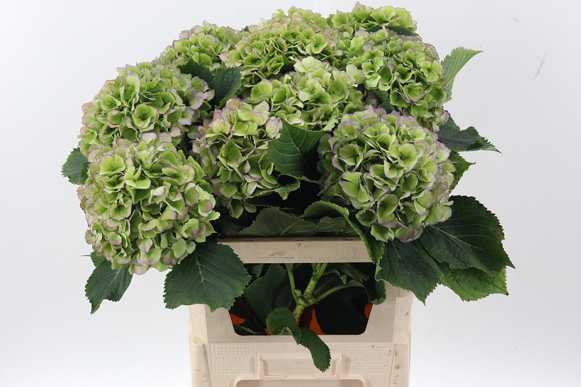 Hydrangea Verena Blue Classic 80cm 20-22cm Hd