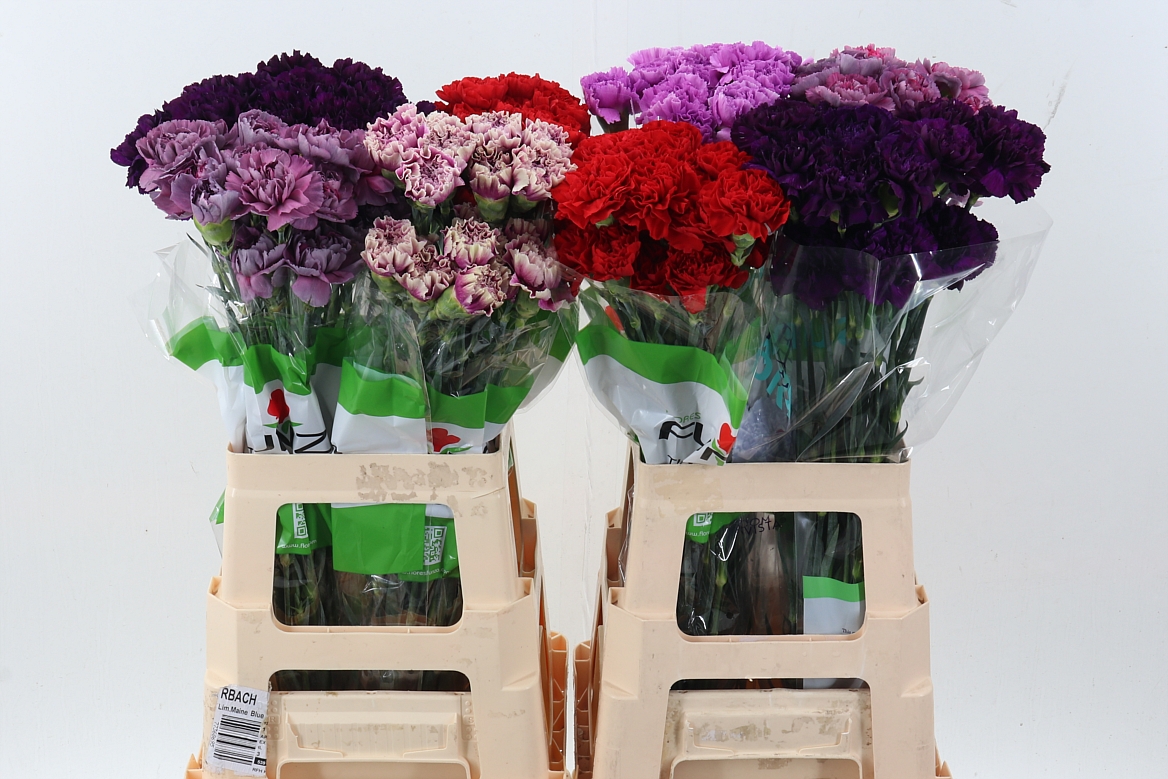 Dianthus Mix 70cm