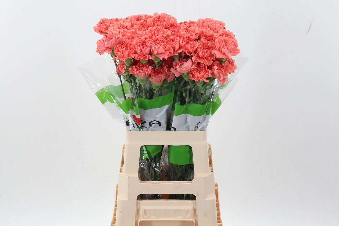 Dianthus Single Uluru 70cm