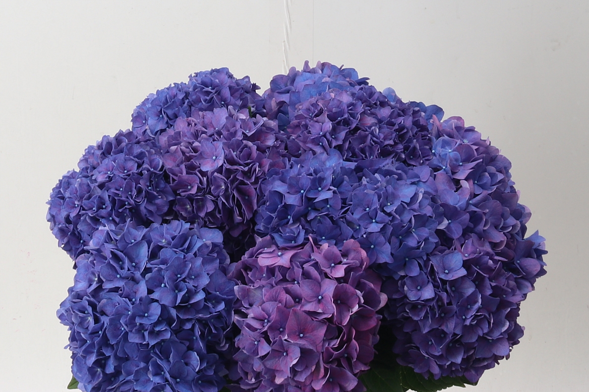 Hydrangea Rodeo Purple 60cm 17-19cm Hd