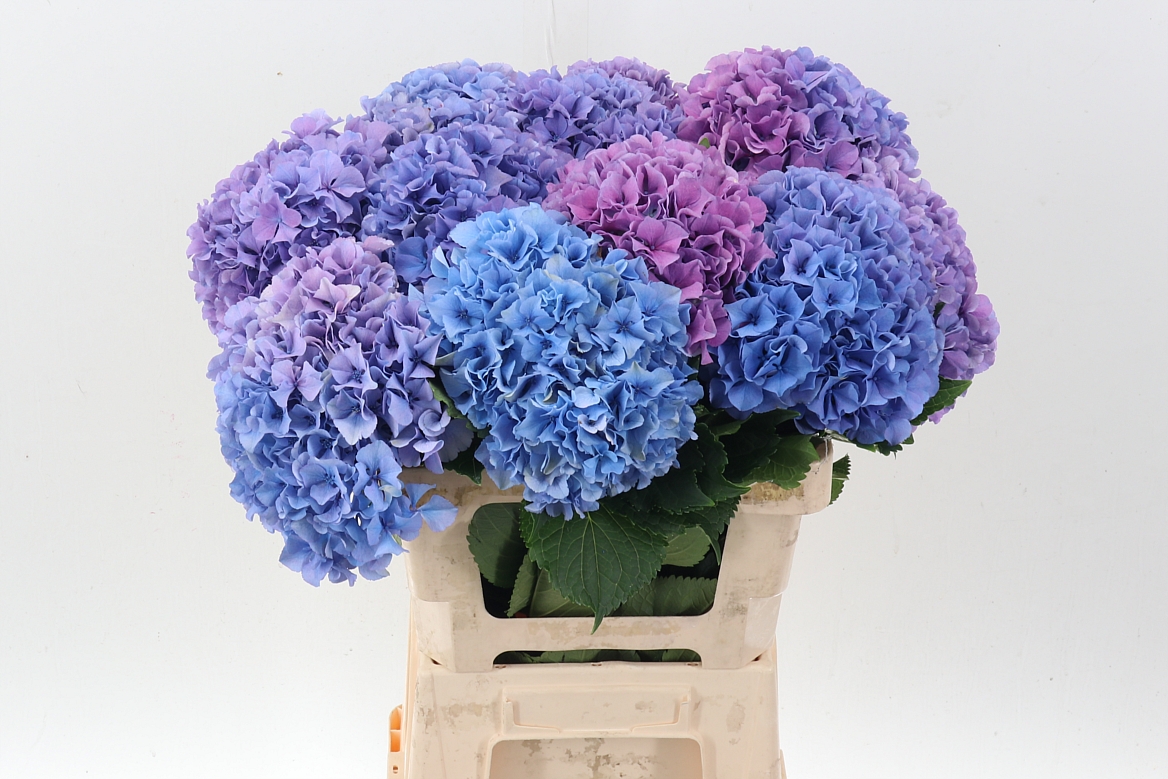 Hydrangea Royal Salute 60cm 18-20cm Hd
