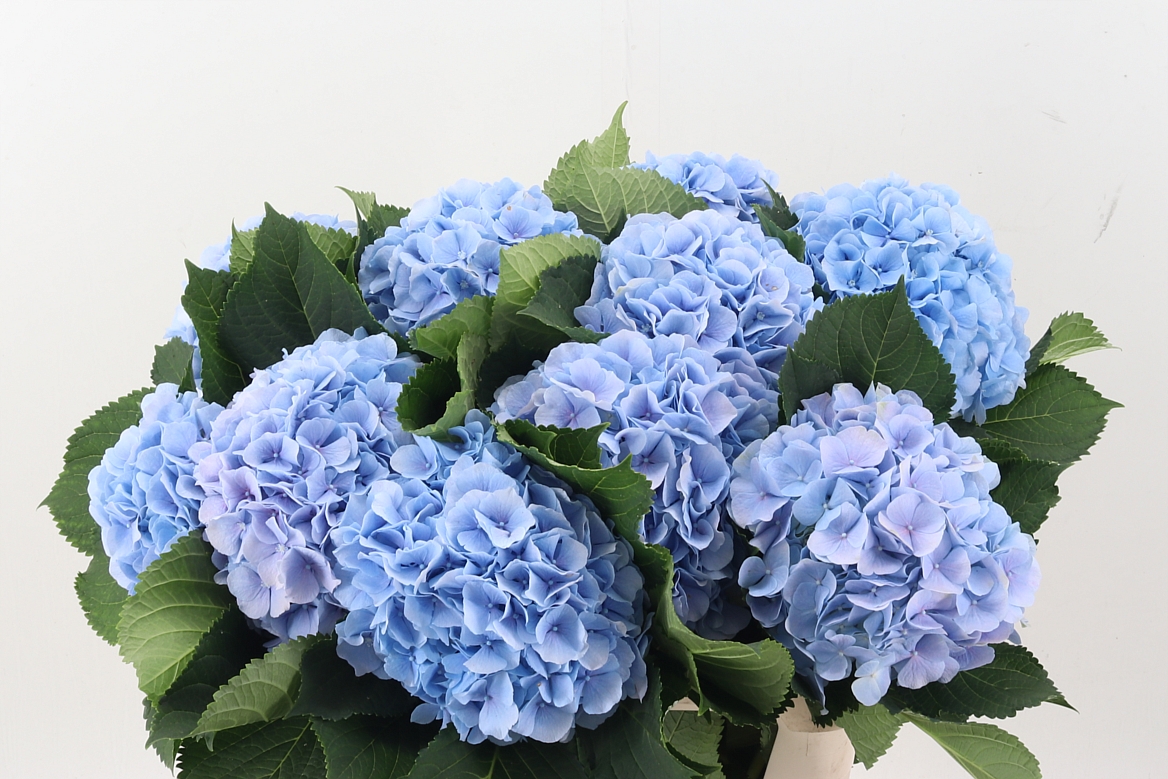 Hydrangea Verena Blue 80cm 20-22cm Hd