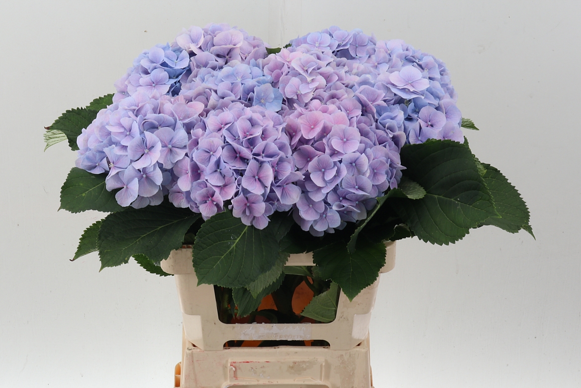 Hydrangea Verena Blue 60cm 16-18cm Hd