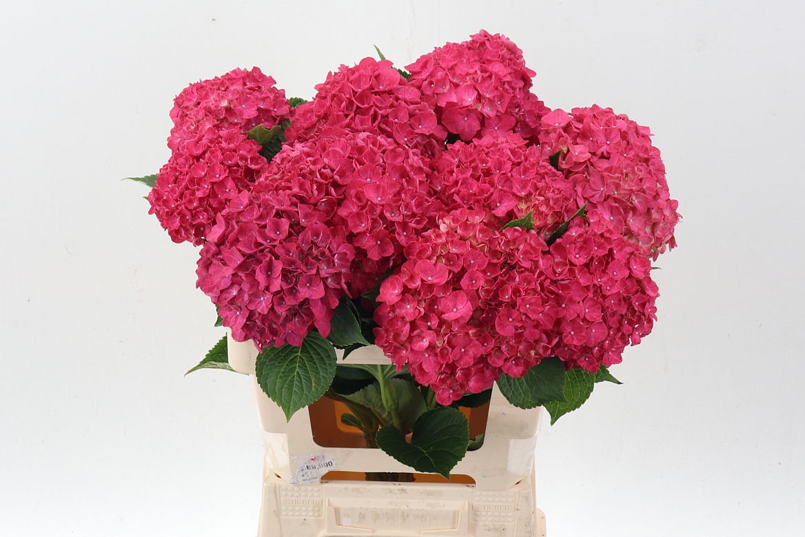 Hydrangea Rodeo Red 60cm 14-16cm Hd