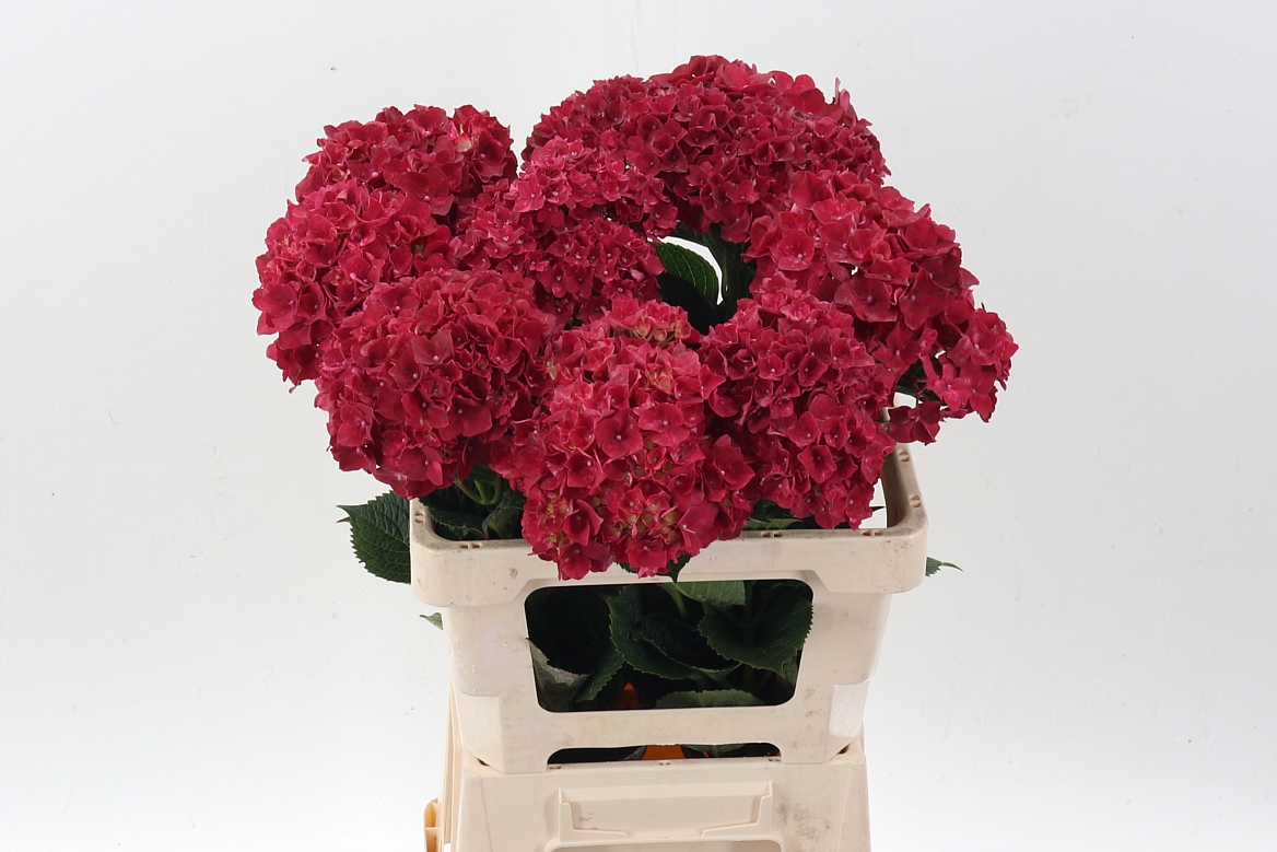 Hydrangea Rubyred 60cm 14-16cm Hd