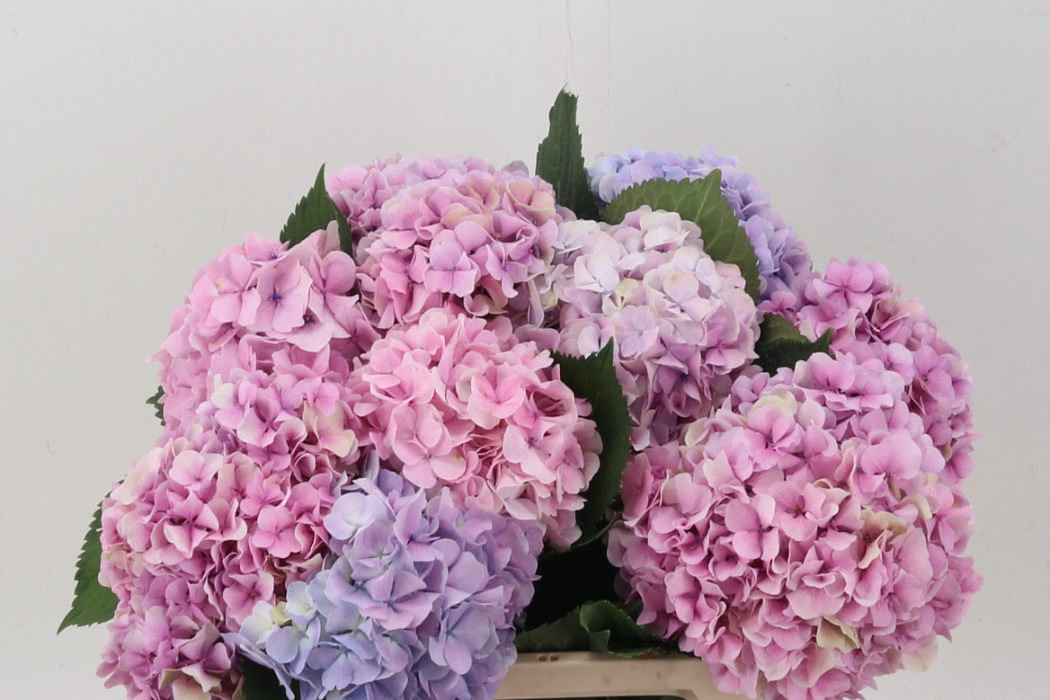 Hydrangea Royal Grandeur 60cm 18-20cm Hd