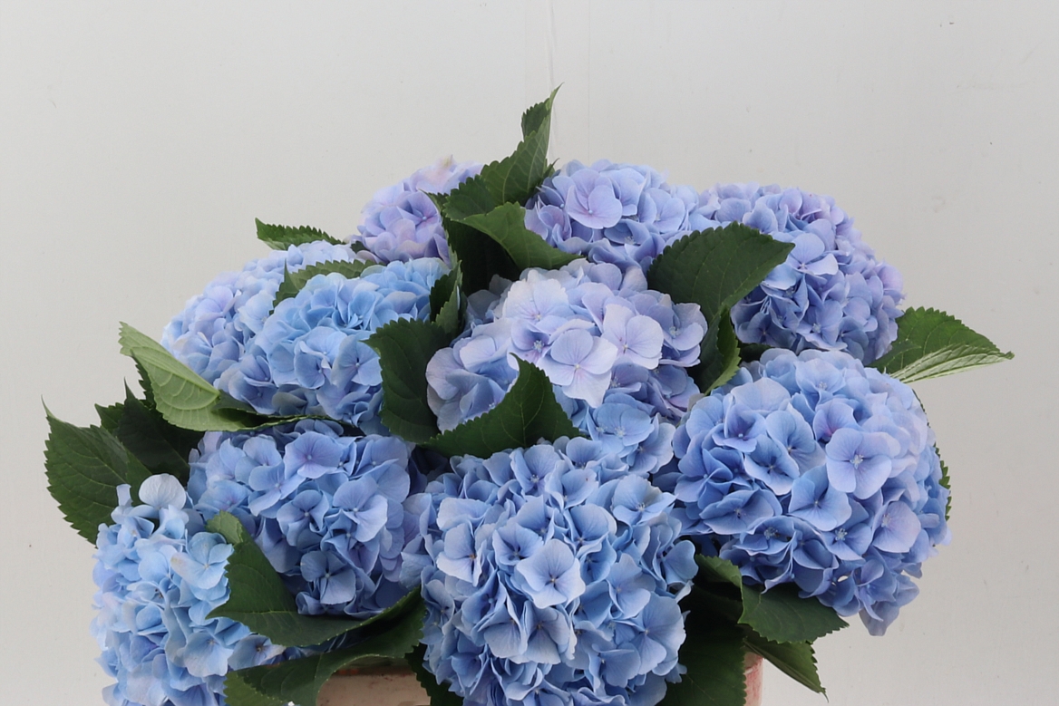Hydrangea Verena Blue 60cm 18-20cm Hd