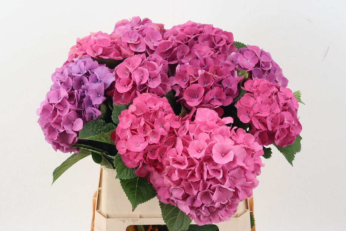 Hydrangea Beautensia Calypso Purple 80cm 17-19cm Hd