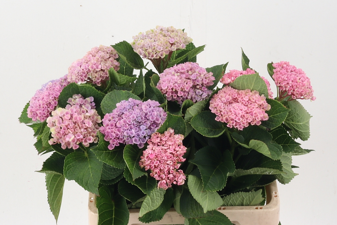 Hydrangea Revolution Pink 60cm 10-12cm Hd