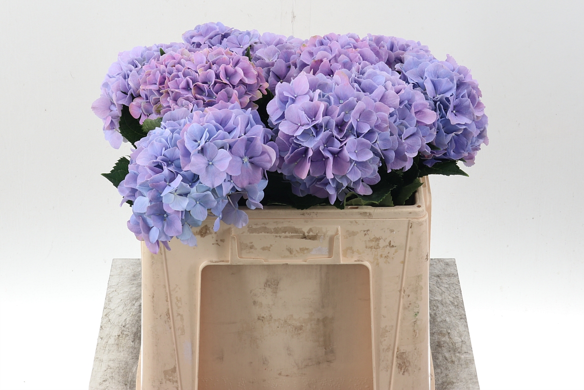 Hydrangea Royal Benefit 50cm 16-18cm Hd