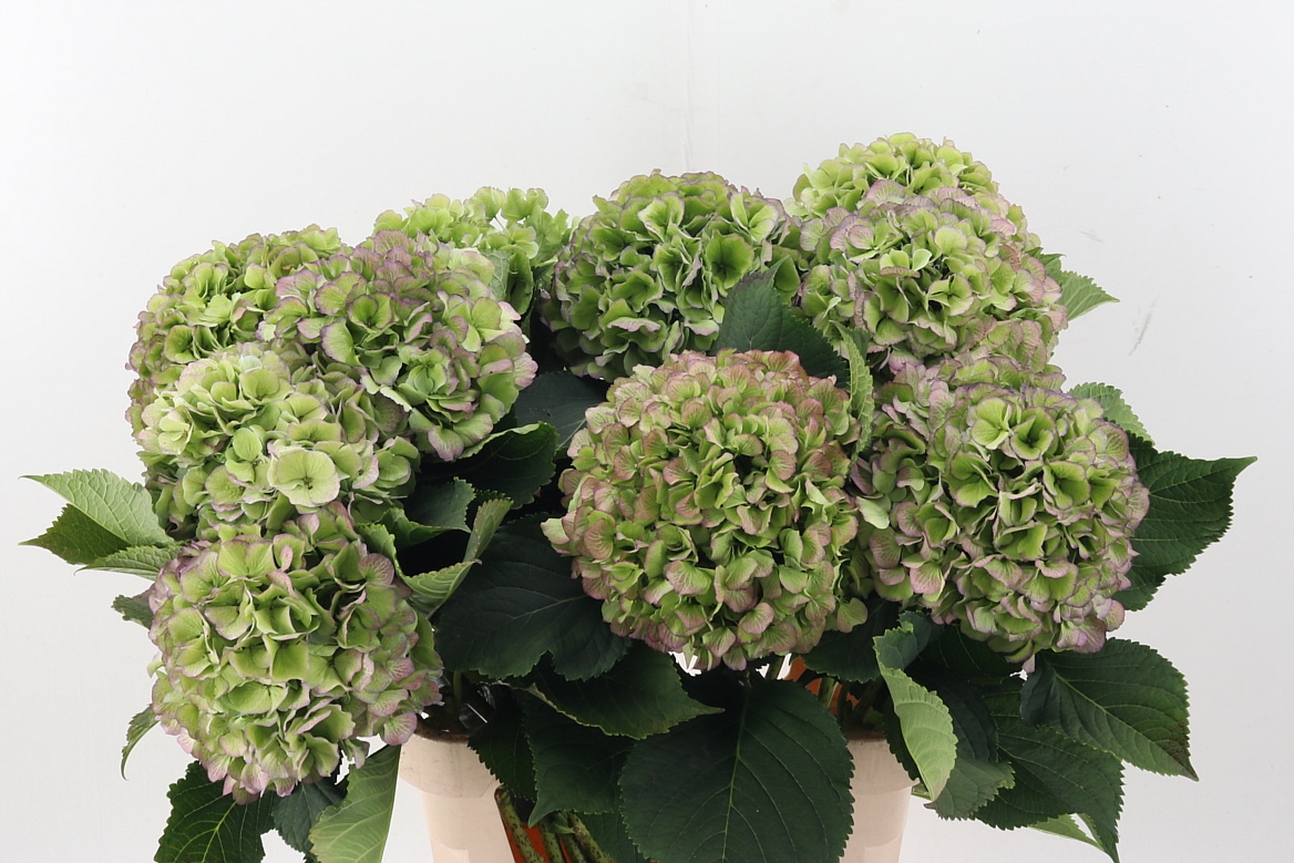 Hydrangea Verena Blue Classic 90cm 24-26cm Hd
