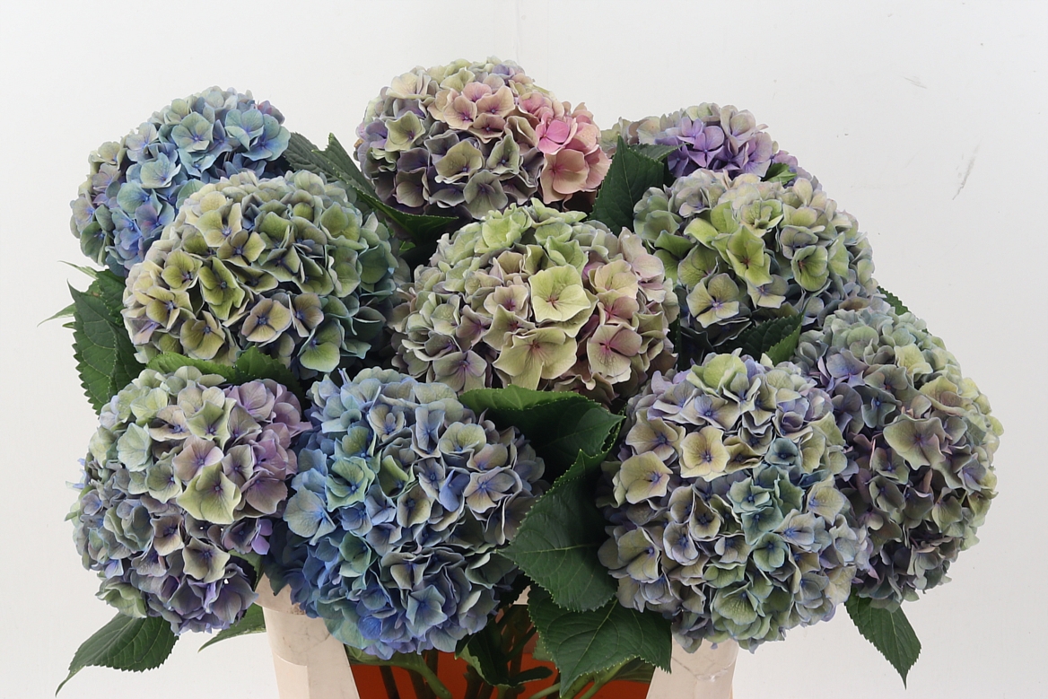 Hydrangea Pompidou Classic 80cm 18-20cm Hd