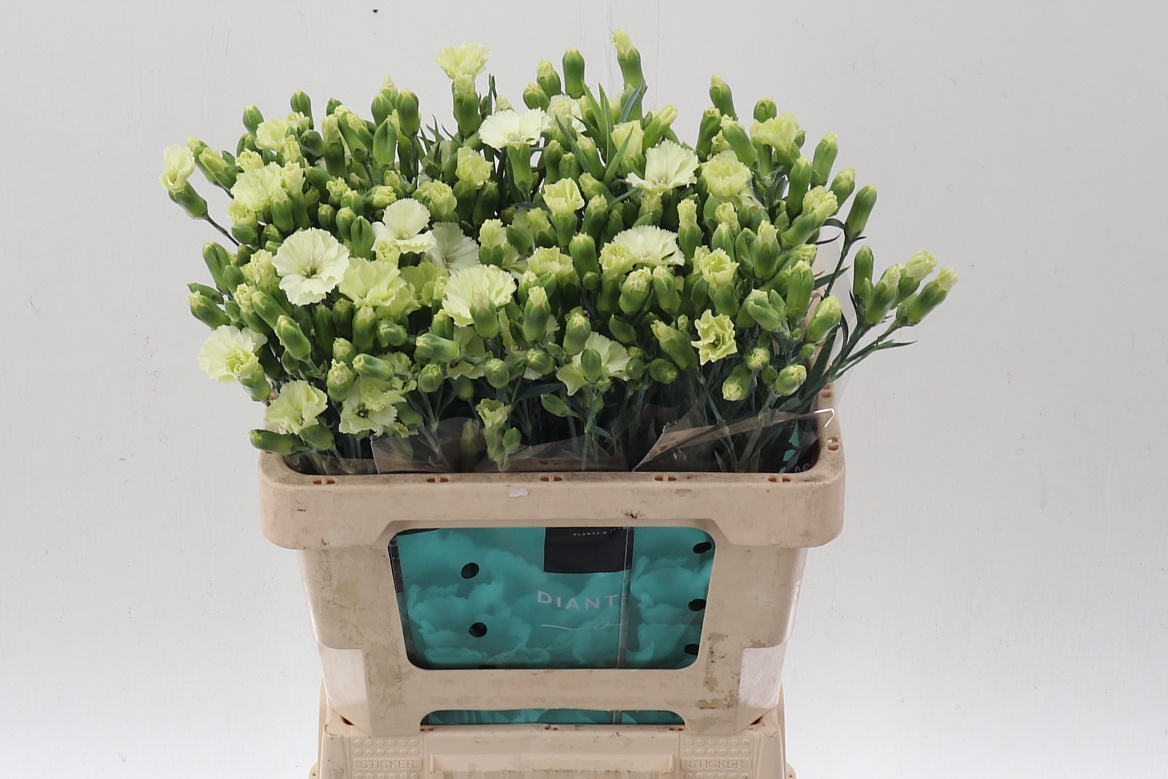 Dianthus Spray Single Solomio Bern 60cm