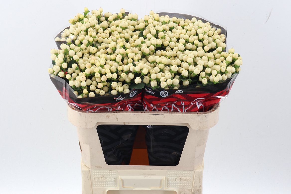 Hypericum Cool Romance 70cm