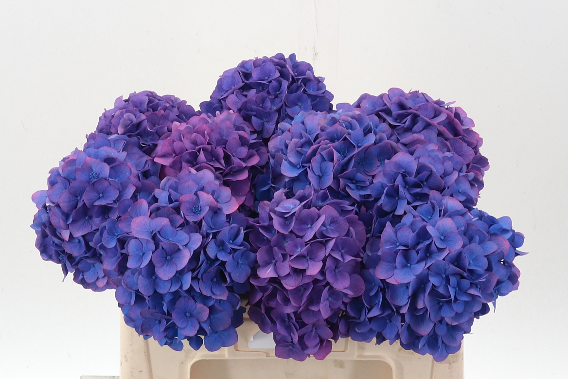 Hydrangea Dazzling Dazzle 50cm 14-16cm Hd