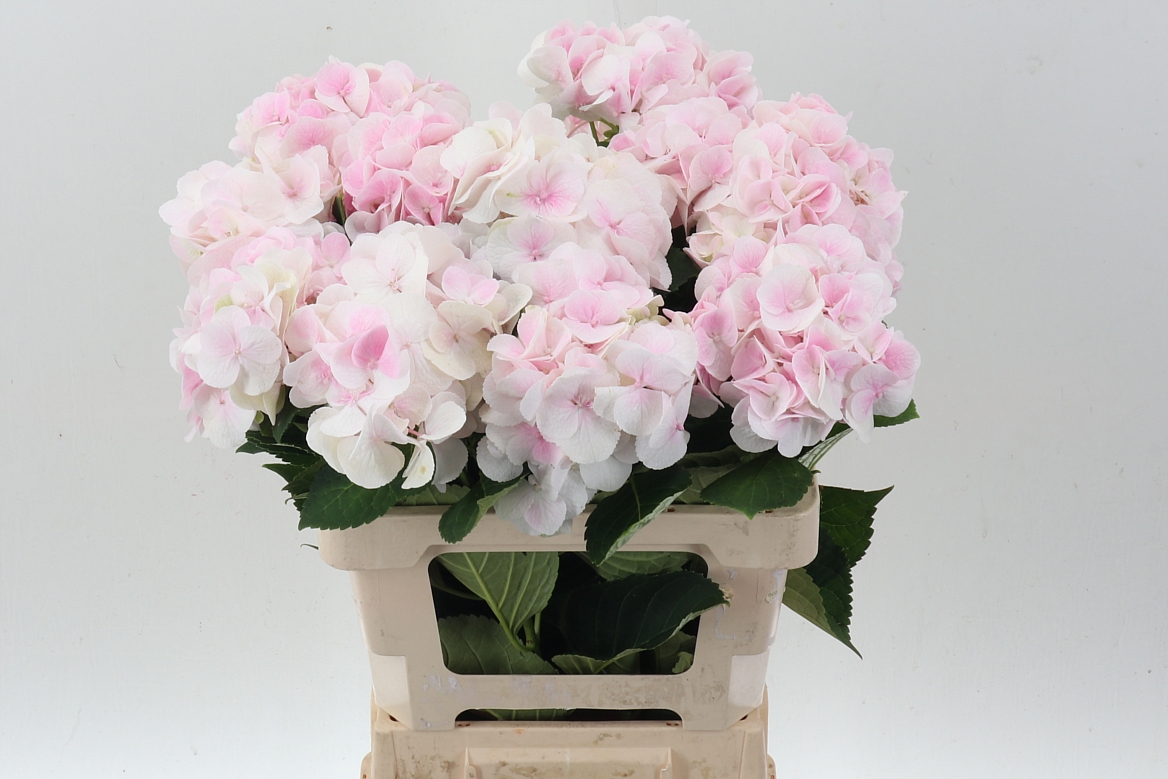 Hydrangea Royal Bliss 60cm 16-18cm Hd