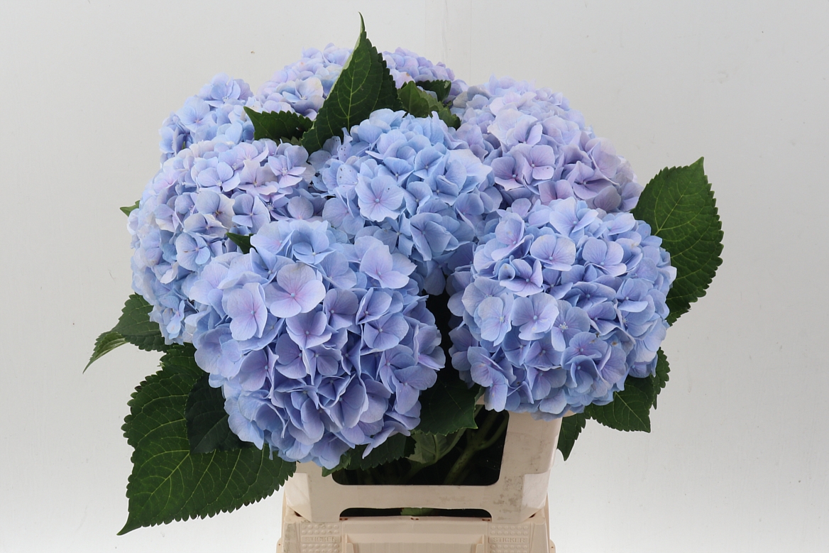 Hydrangea Verena Blue 60cm 16-18cm Hd