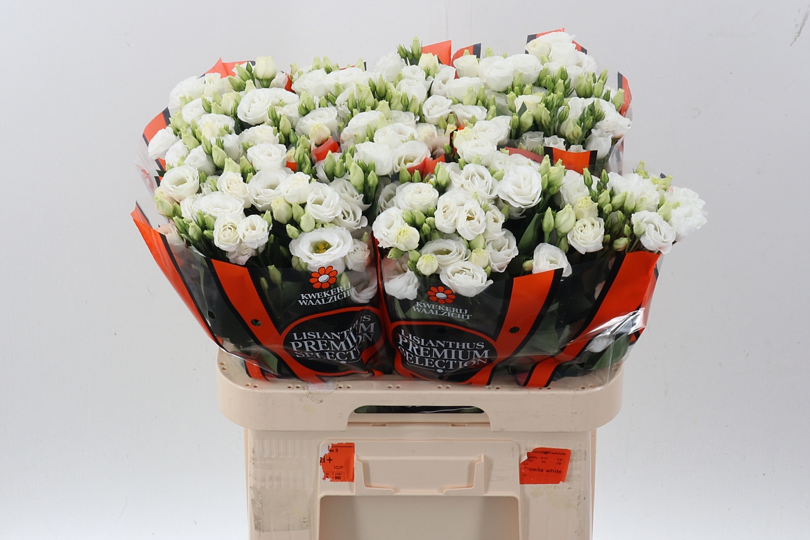 Eustoma Double Rosita White 70cm